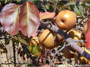 Pear, Asian Pyrus spp